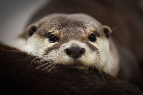 buy an otter|small otters for sale uk.